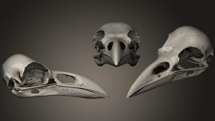 Anatomy of skeletons and skulls (ANTM_0232) 3D model for CNC machine